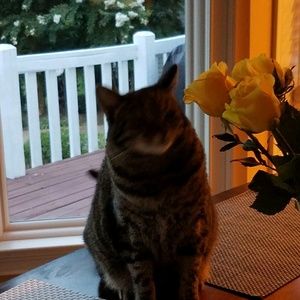 Meet your Posher, Corina